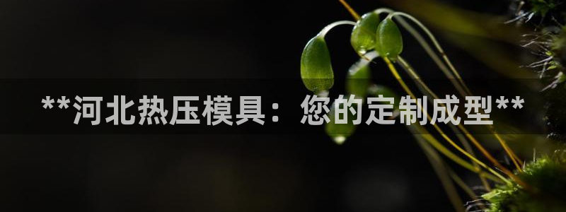 易倍单词软件：**河北热压模具：您的定制成型**