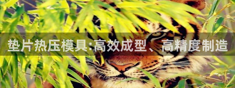 易倍单词app：垫片热压模具:高效成型、高精度制造